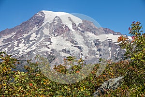 Bright red Mountain Ash berries with Mount Rainier in background