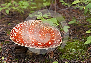 Bright Red Mushroom