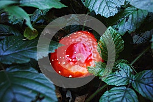 The bright red mushroom among green leaves in the forest