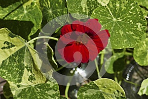 Bright red nasturtium flower in a summer Seattle garden