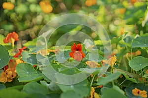 Bright red nasturtium flowers in green leaves background, picturesque beauty of nature, natural summer background