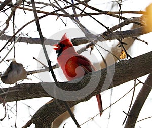 Bright red northern cardinal singing bird male colorful