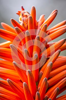 Bright Red and Orange Aloe Vera Flowers, Werribee, Victoria, Australia, August 2019