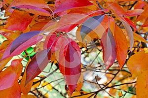 Bright red and orange autumn leaves of a Tupelo or Black Gum Tree Nyssa sylvatica in a botany in Poland photo