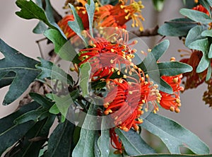 Bright red and orange color of Firewheel tree flower from Australia