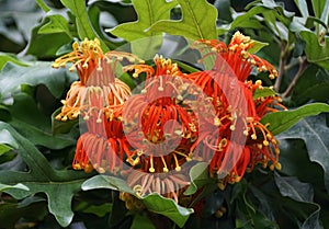 Bright red and orange color of Firewheel tree flowers