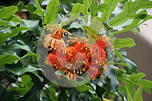 Bright red and orange color of Firewheel tree flowers