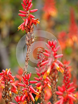 Bright red and orange flowers. Madikwe Game Reserve, South Africa