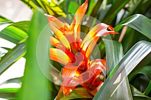 Bright red and orange Guzmania monostachia tropical flowers blossom with green leaves in spring in the garden.