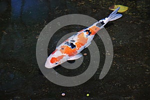 Colorful - white orange black koi swimming in pond