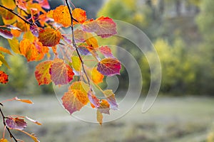 Bright red and orange leaves on the aspen branches on the background of the forest_
