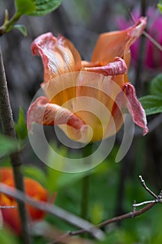 Bright red-orange and pink tulip with curled petals