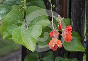 Bright Red Orange Runner Bean Blossoms