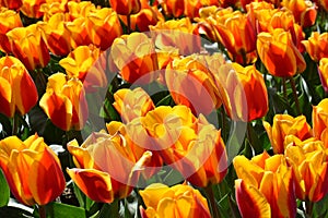 Bright red and orange tulips in a tulip farm field in Holland