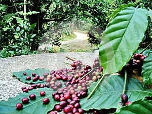 Bright red organic coffee beans with green leaves on the Siemens table against the backdrop. Ready to leave space for your