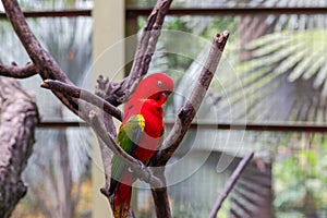 A bright red parrot with green wings on a dry tree branch. Malaysia