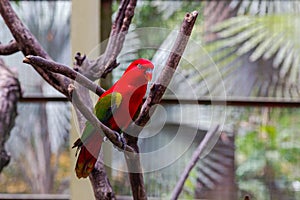 A bright red parrot with green wings on a dry tree. Malaysia