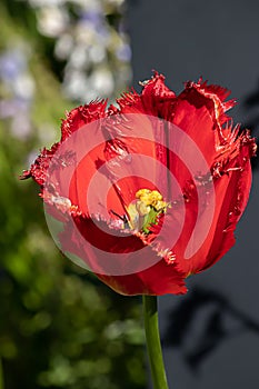 A bright red parrot tulip in late spring