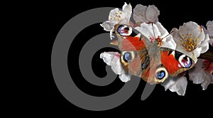 Bright red peacock butterfly on apricot flowers isolated on black.  close up. copy space