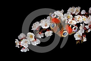 Bright red peacock butterfly on apricot flowers isolated on black.  close up. copy space