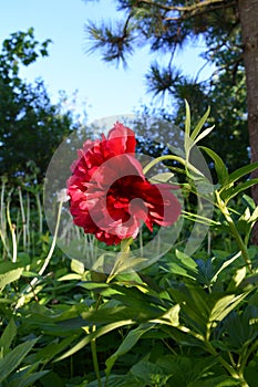 Bright red peony flower on the background of green garden