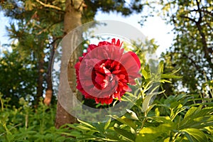 Bright red peony flower in sunny spring day