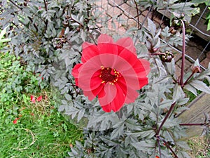 Bright red peony type dahlia