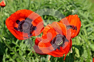 Bright red petals and black cores of three flowers.