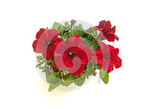 Bright red petunia in blooms in pot closeup top view