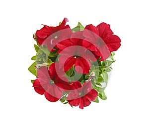 Bright red petunia in blooms in pot closeup top view