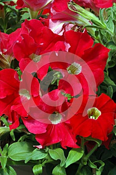 Bright Red Petunias with Pale Yellow Eyes