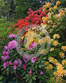 Bright red, pink and yellow Rhododendron flowers in Tartu University Botanical Gardens, Tartu, Tartumaa, Estonia, May 2019