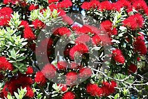 Bright Red Pohutukawa Blossoms