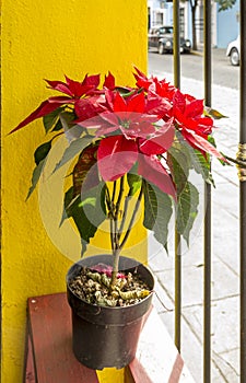 Bright red poinsettia against a yellow wall Oaxaca Mexico