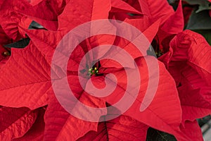 Bright Red Poinsettia Blooming in Greenhouse for Holiday Season
