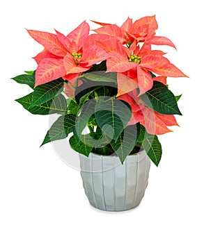 Bright red poinsettia flower in silver flower pot isolated on white background with shadow. Light orange Christmas Flower.