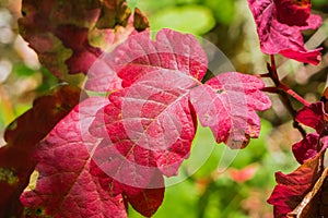Bright red poison oak Toxicodendron diversilobum leaves photo