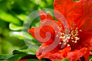 Bright Red Pomegranate flower Punica granatum. Its sweetish tangy bloom odor with a nuance of dark fruit is used in perfumery as photo