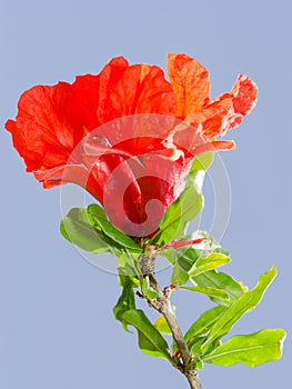 Bright red pomegranate flowers ovary and petals