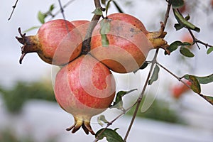 Bright red pomegranates ripen on the tree