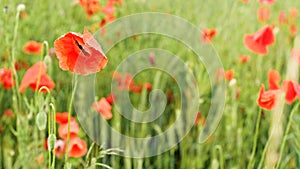 Bright red poppies, drops of rain on flower petals, growing in field of green unripe wheat