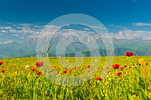 Bright red poppies in the field against the backdrop of high mountains-glaciers, beautiful landscapes of Armenia