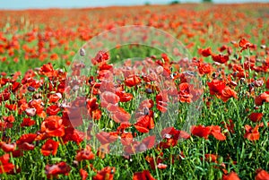 Bright red poppies