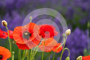 Bright red poppies in foreground, blurred background of lavender flowers. Taken in Sequim Washington on the Olympic Peninsula