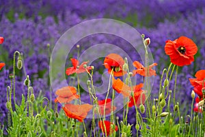 Bright red poppies in foreground, blurred background of lavender flowers. Taken in Sequim Washington on the Olympic Peninsula