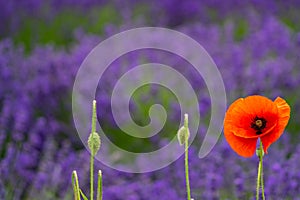 Bright red poppies in foreground, blurred background of lavender flowers. Taken in Sequim Washington on the Olympic Peninsula