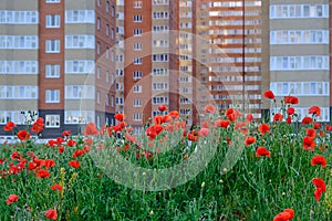 bright red poppies grow against the backdrop of a new apartment building. The concept is an ecologically clean area