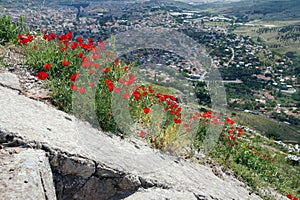 Bright red poppies grow among the Greek stone ruins