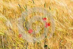 red poppy flowers in the ripe grain field photo