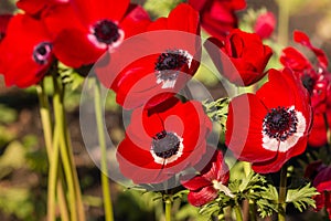 Bright red poppy anemone flowers in garden